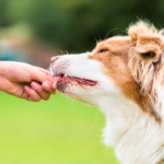 【ペット火葬のルールとマナー】当日に慌てないための準備